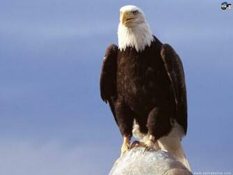 Flying Eagle Wallpaper