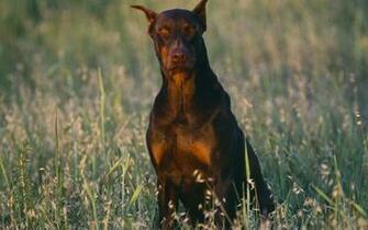 Pin Hq Wallpaper Doberman For A Walk X On The Desktop High