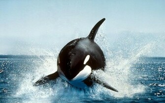 National Geographic Desktop Wallpaper Wide Pictures In High