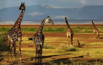 Giraffe Achtergronden Dieren HD Wallpaper Foto Jpg