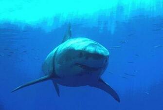 Shark Wallpaper Part