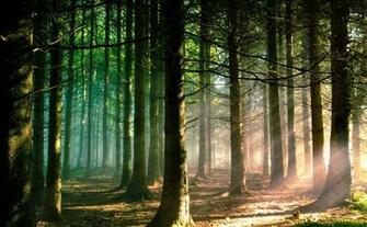 Pine Forest Wallpaper Background HD Site