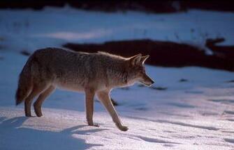 Coyote Pictures Image