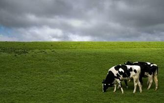 Holstein Cows HD Desktop Wallpaper Widescreen High Definition