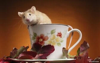 Animal Wallpaper Cute Animals