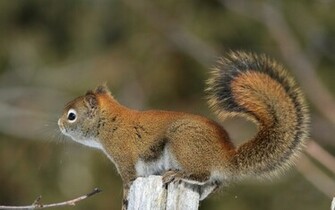 Beautiful Wallpaper Squirrels