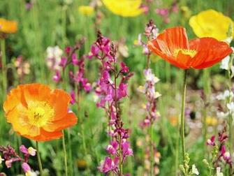 Flower Field Vol Beautiful Wild Wallpaper