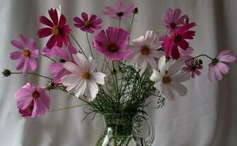 Wallpaper Kosmeya Flowers Pot Flower Green HD Background