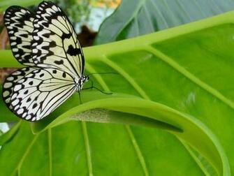 Papillon Wallpaper