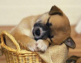 Cute Puppies And Kittens Wallpaper Black Models Picture