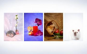 Four Seasons Ratties Wallpaper Stock Photos