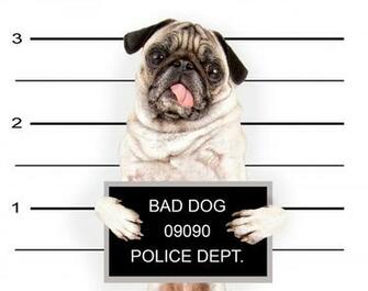 Dogs Pug Glance Animals Puppy Baby Humor Police Funny