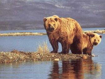 7art Bears Screensaver Brown And Pole In Beautiful Slide Show