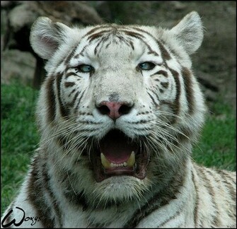 White Bengal T