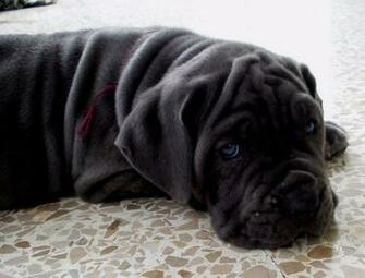 Resting Neapolitan Mastiff Wallpaper