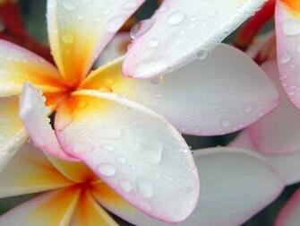 QHD Nature Wallpaper Htc Background