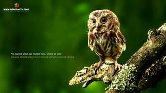 Animal Wallpaper Collection Of Best