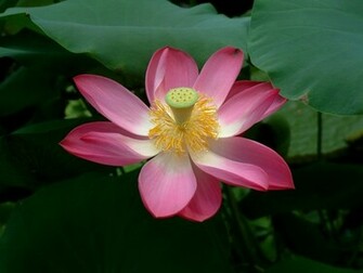 Camara Pink Rose Plants Flowers Wallpaper World