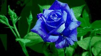 Blue Rose HD Wallpaper For Desktop Imagetown In