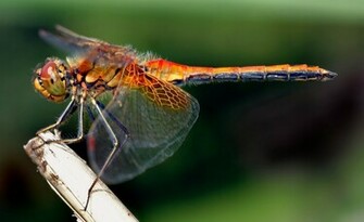 What Is A Dragonfly The Garden Of Eaden