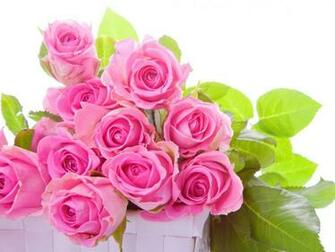 Pink Rose Wallpaper HD Pictures Flowers One