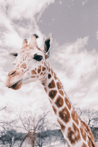 Toedit Giraffe Funny Aesthetic Image By Maevaj