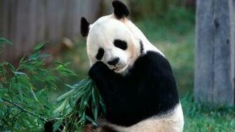 Panda HD Wallpaper