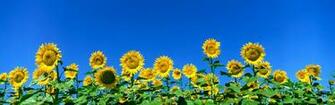Cool Photo Nice Picture Panoramic Flowers Wallpaper