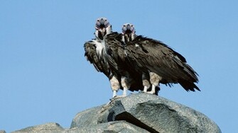 Vultures Pair Wallpaper