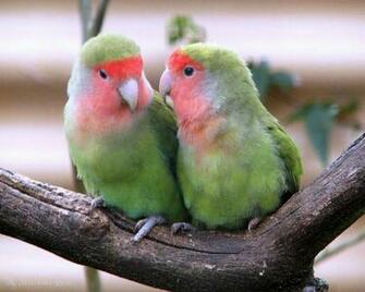 Alighthouse Love Bird Flash Jigsaw Games Puzzle Of The