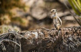 Wallpaper Log Cub Gopher Stand Deer Image For Desktop