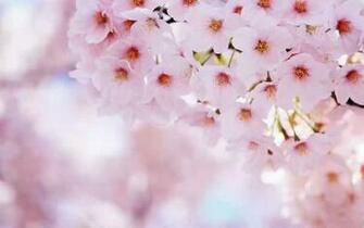 Wallpaper Cherry Flowers