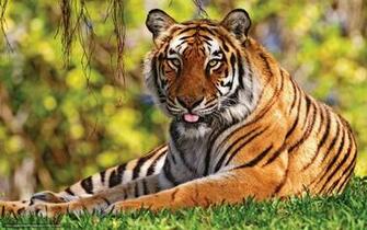 Wallpaper Tiger Big Cat Desktop In The