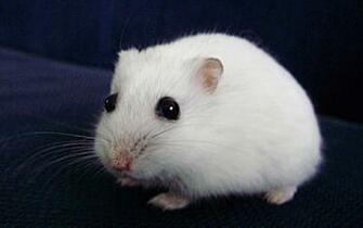 Hamsters Achtergronden Dieren HD Hamster Wallpaper Foto Jpg