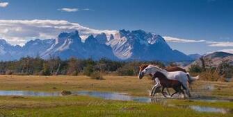 Horses Stallion Mare And Foal Are Running On The Beautiful