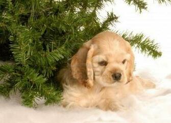 English Cocker Spaniel Wallpaper HD