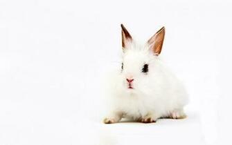 All About Animal Wildlife Cute White Rabbit HD Wallpaper