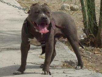 All Wallpaper American Pitbull Dogs HD