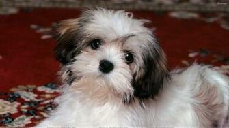 Lhasa Apso Puppy Wallpaper