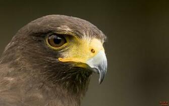 Birds Hawks Wallpaper