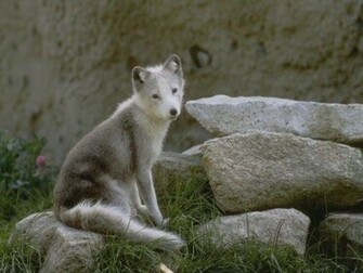 Wolf Baby Wallpaper Enjoy For Your Computer