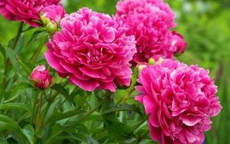 Wallpaper Peonies Flower Bud Petals Desktop