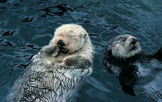 Sea Otter Wallpaper