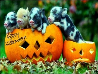 New Funny Style Of Halloween Wallpaper Image Festival Chaska