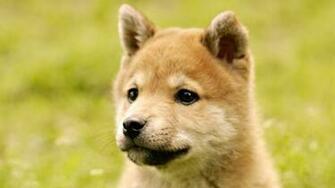 Shiba Inu Wallpaper