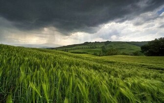Green Rain Nature Wallpaper Picture Gallery