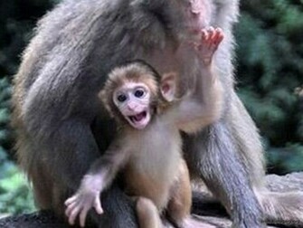 Cute Baby Spider Monkeys HD Wallpaper In Animals Imageci