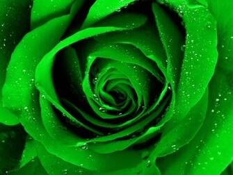 Green Rose Wallpaper