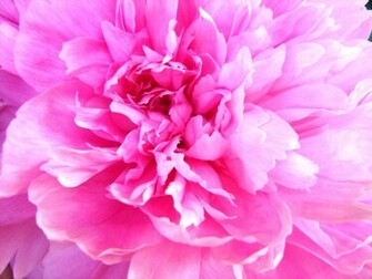 Pink Peony Wallpaper