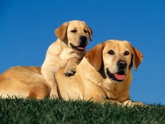 Yellow Labradors Wallpaper HD
